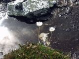 Helichrysum milliganii