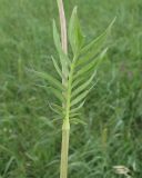 Valeriana rossica