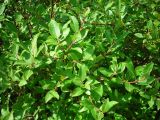 Salix myrsinifolia