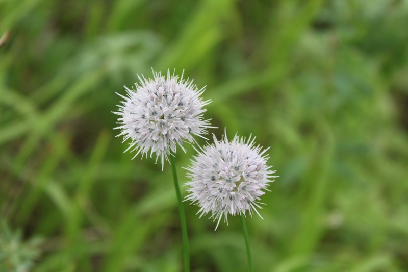 Image of Allium splendens specimen.