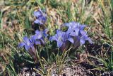 Gentiana kaufmanniana