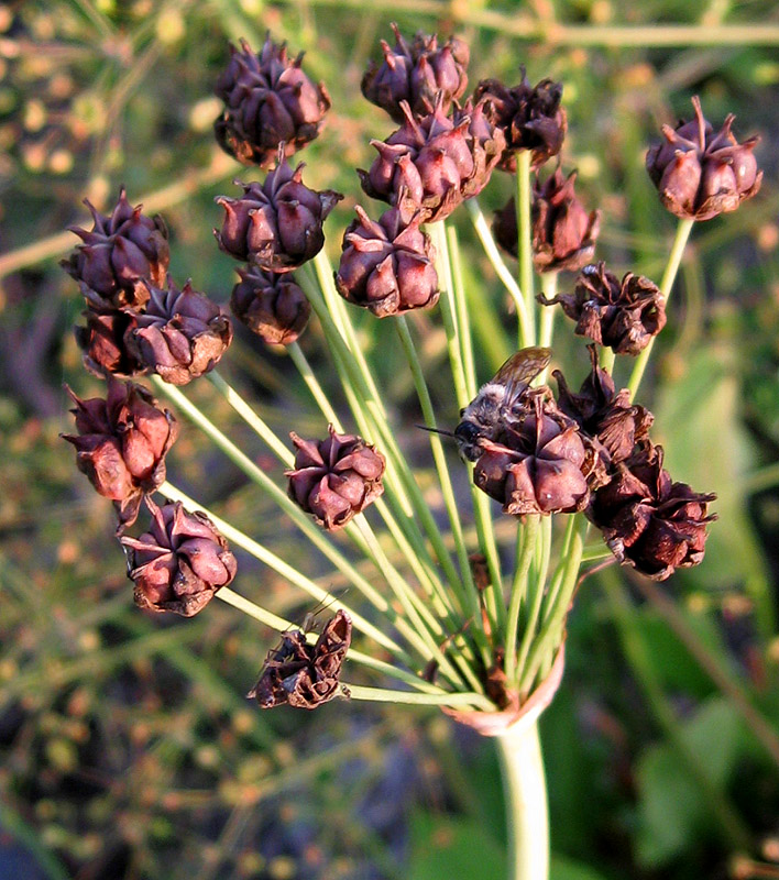 Изображение особи Butomus umbellatus.