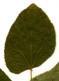 Tilia nasczokinii