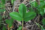 Fragaria viridis