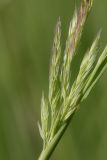 Calamagrostis epigeios