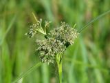 Scirpus sylvaticus