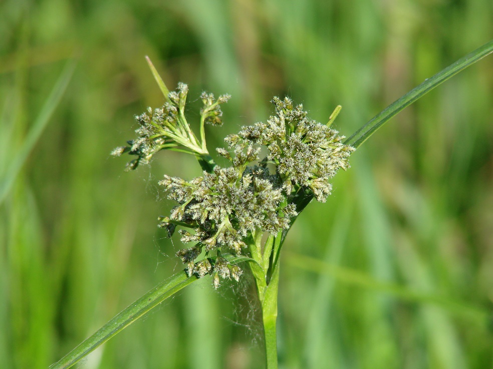 Изображение особи Scirpus sylvaticus.