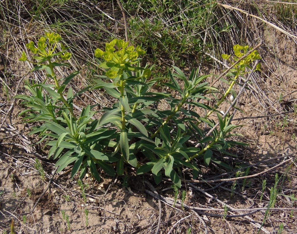 Изображение особи Euphorbia stepposa.
