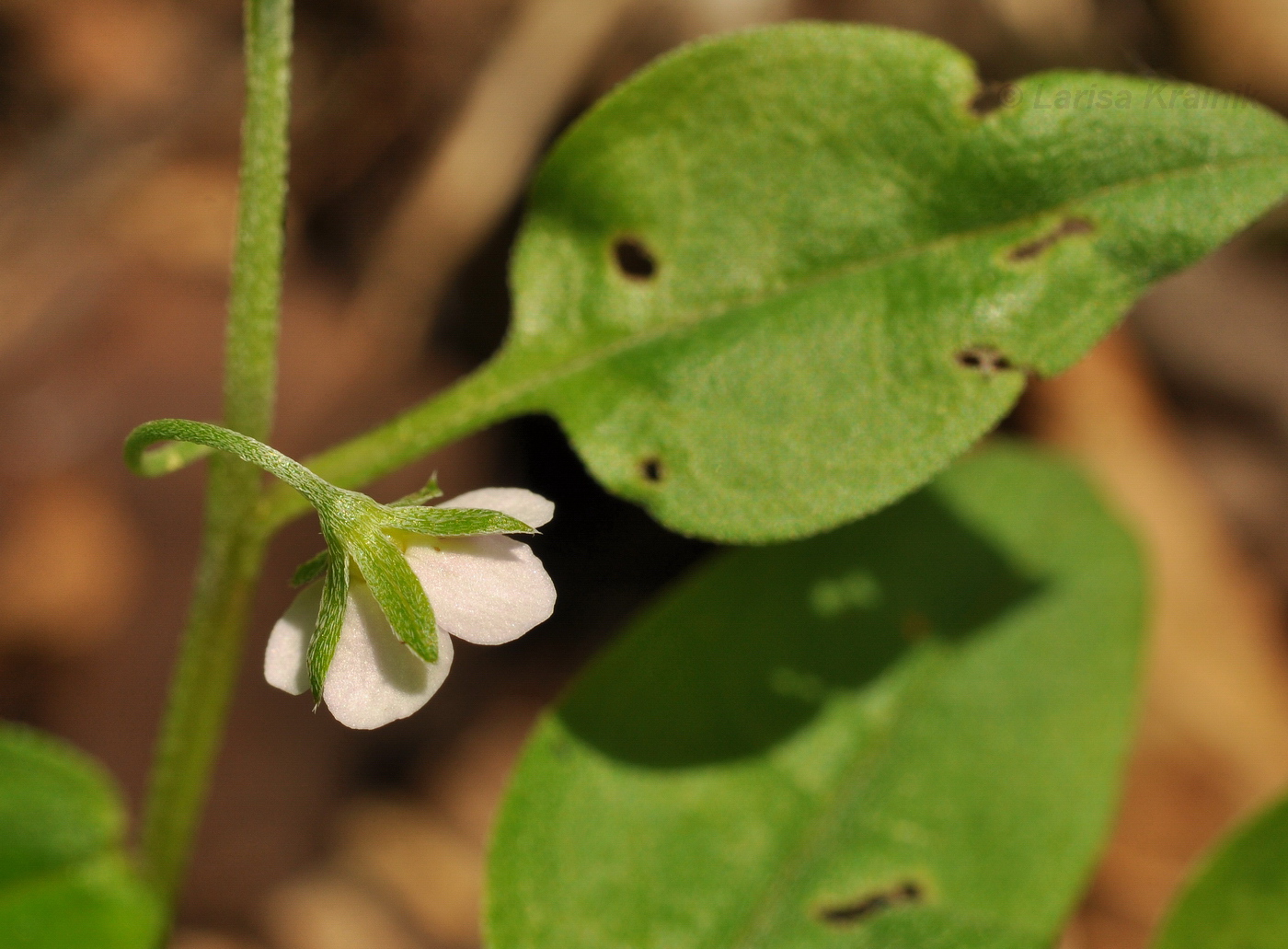 Image of Trigonotis radicans specimen.