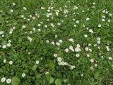 Bellis perennis. Цветущие растения. Москва, Воронцовский парк, газон. 04.06.2017.