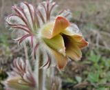 Pulsatilla ucrainica. Верхушка цветущего растения (цветовая вариация). Украина, Донецкая обл., Константиновский р-н, РЛП \"Клебан-Бык\", песчаная степь. 04.04.2010.