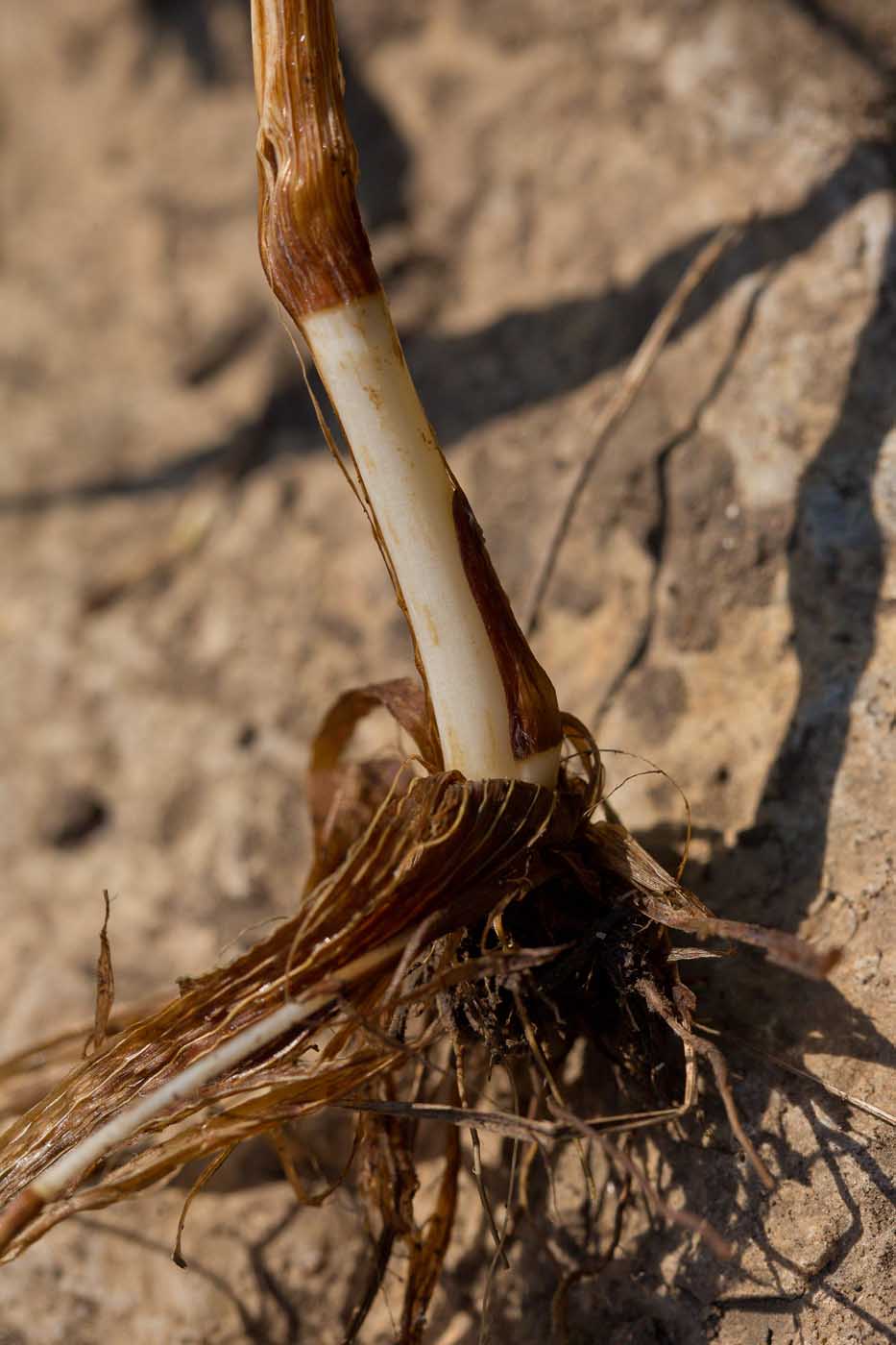 Image of Phleum pratense specimen.