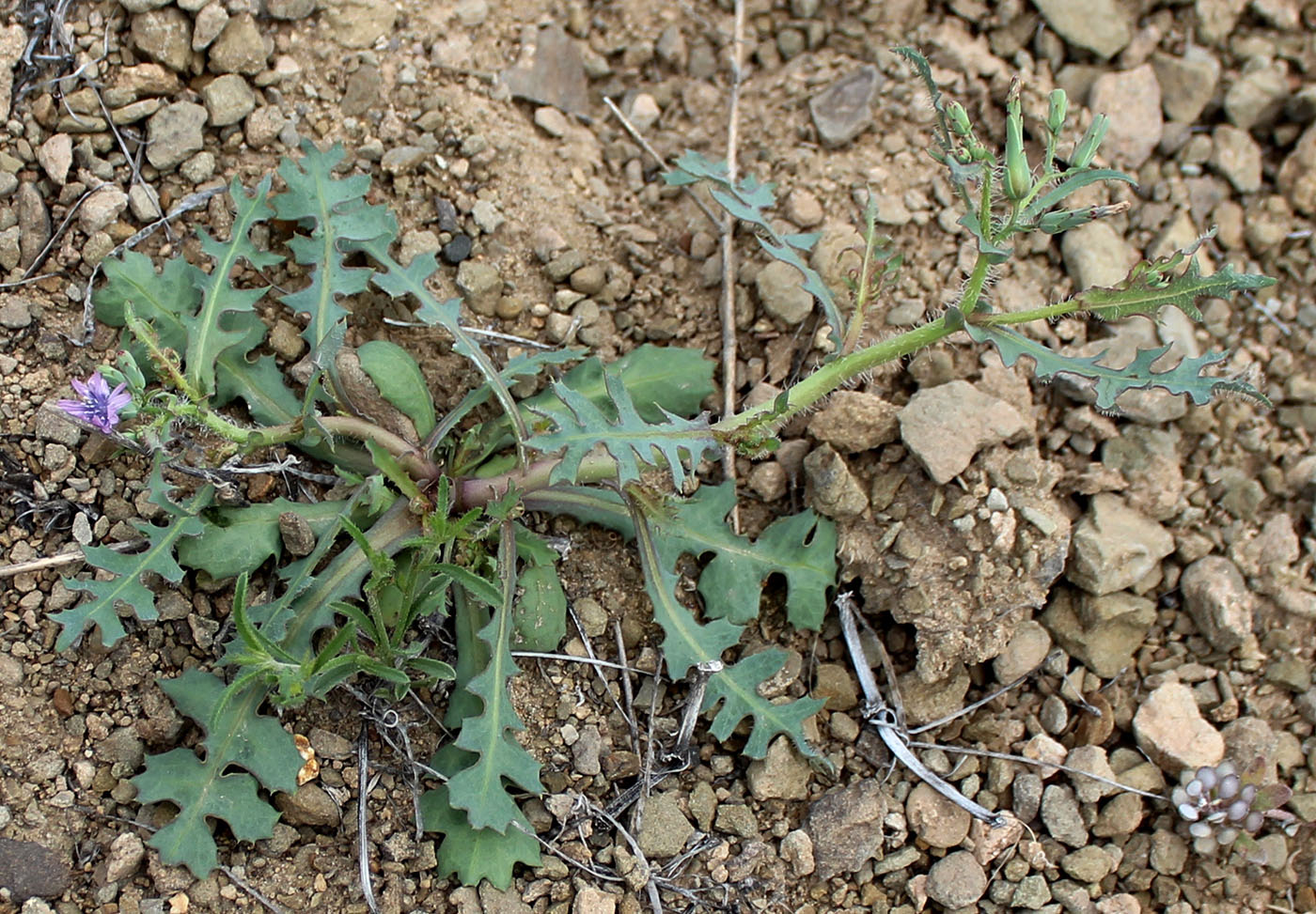 Изображение особи Lactuca glauciifolia.