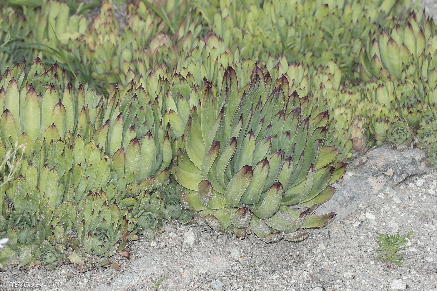 Изображение особи Sempervivum tectorum.