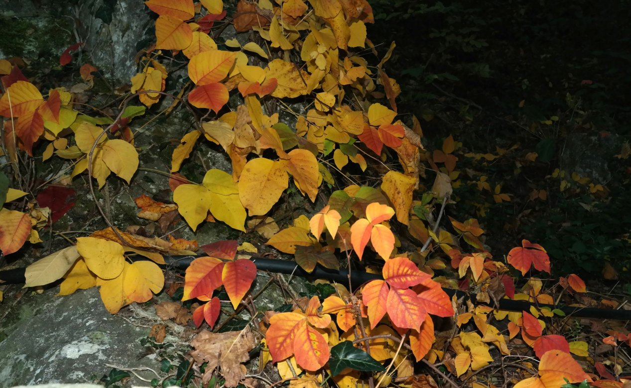 Image of Toxicodendron radicans specimen.