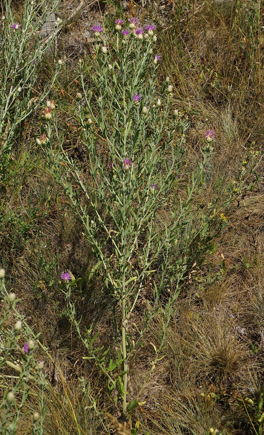 Изображение особи Acroptilon repens.