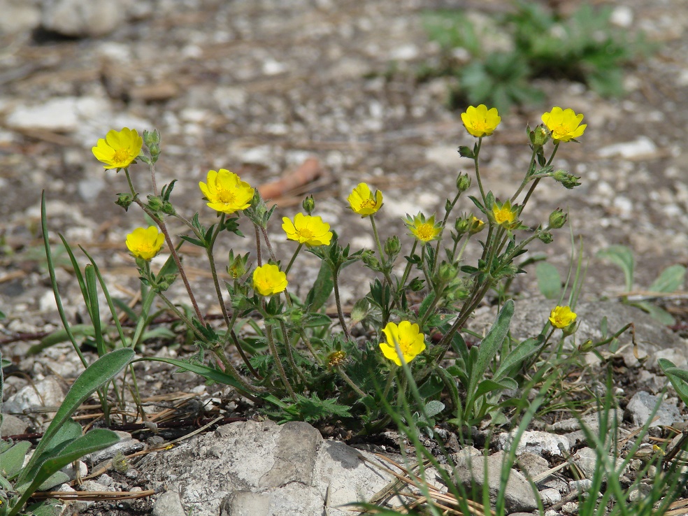 Изображение особи род Potentilla.