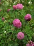 Trifolium pratense