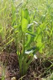 Arum hygrophilum