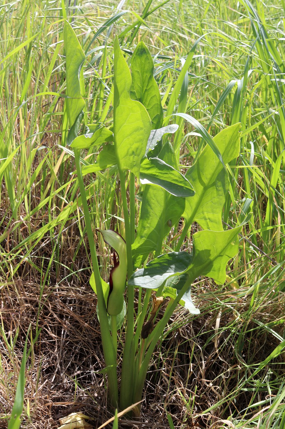 Изображение особи Arum hygrophilum.