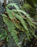 Woodsia ilvensis