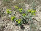 Euphorbia glareosa. Цветущее растение. Дагестан, г. о. Махачкала, окр. с. Талги, склон горы. 15.05.2018.