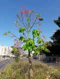 Brachychiton acerifolius