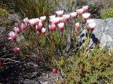 Edmondia sesamoides