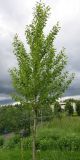 Populus &times; berolinensis