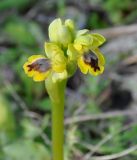 Ophrys lutea