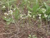 Arabidopsis toxophylla