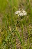 род Achillea