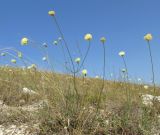 Cephalaria uralensis