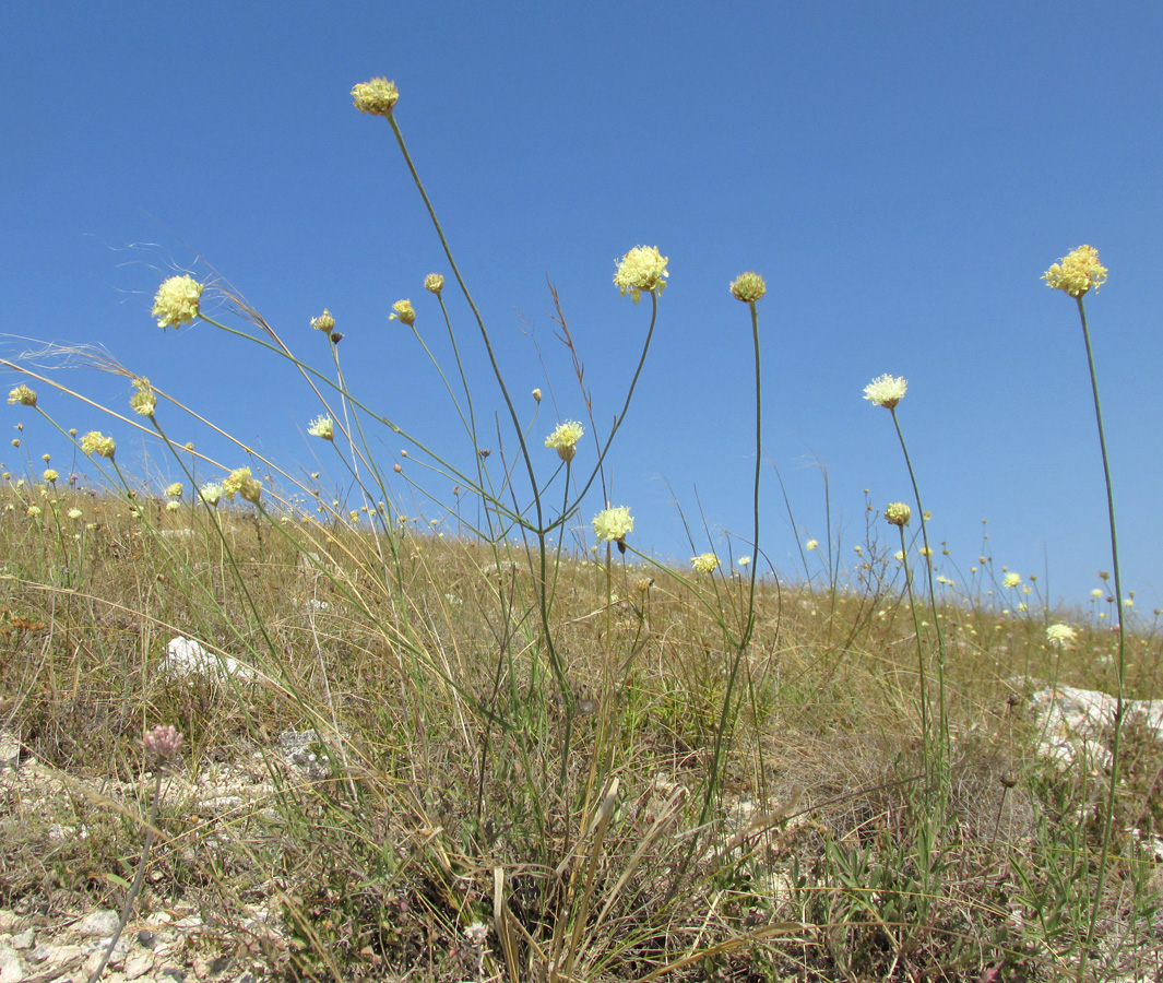 Изображение особи Cephalaria uralensis.