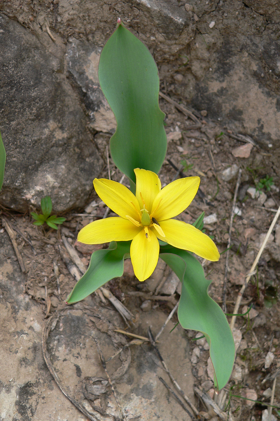Изображение особи Tulipa hissarica.