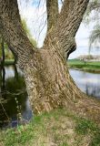 Salix alba. Нижняя часть ствола старого дерева. Новая Москва, дер. Ярцево, берег пруда. 03.05.2019.