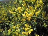 Anthyllis hermanniae. Верхушки побегов с соцветиями. Греция, о. Родос, фригана севернее мыса Прасониси. 9 мая 2011 г.