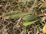 Taraxacum salsum