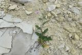 Securigera varia. Цветущее растение. Крым, природный парк регионального значения «Белая скала», меловой борт временного водотока. 30 мая 2021 г.