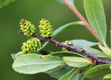 Myrica tomentosa