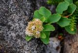 Spiraea beauverdiana. Верхушка ветви с отцветающим соцветием и формирующимися плодами. Курильские о-ва, о-в Кунашир, кальдера вулкана Головнина, берег оз. Горячее, каменистый склон. 20.08.2022.