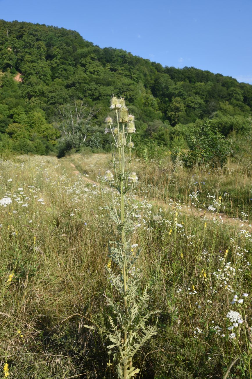 Изображение особи Dipsacus laciniatus.