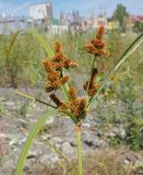 Cyperus glomeratus