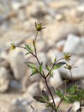 Bidens frondosa. Верхушка цветущего растения. Татарстан, окр. с. Камское Устье, берег р. Волга, песчано-глинистый пляж с каменистой россыпью. 21.09.2023.