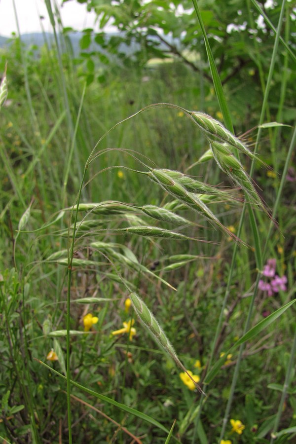 Image of Bromus anatolicus specimen.