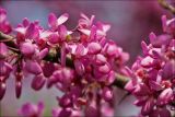 Cercis siliquastrum