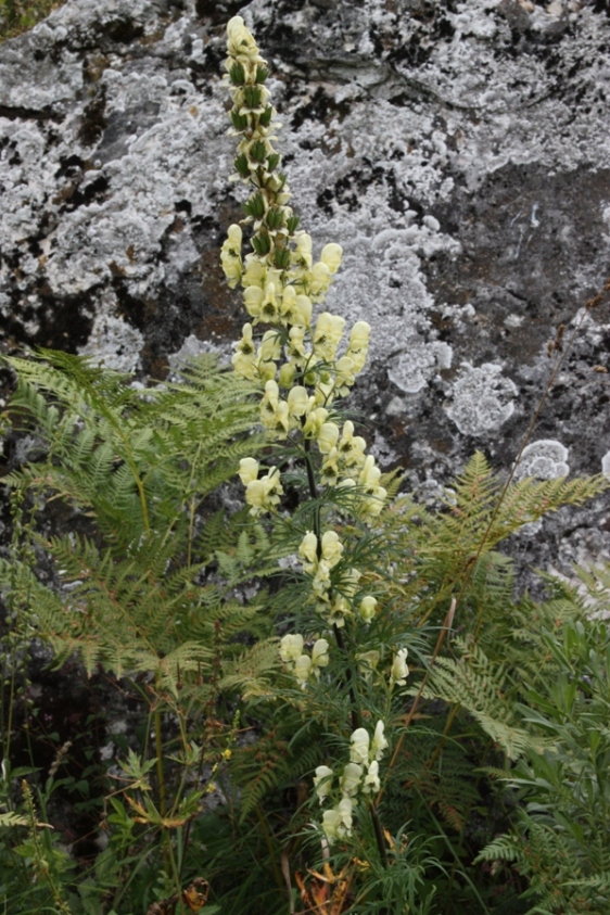 Изображение особи Aconitum nemorosum.