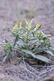 Arnebia decumbens. Цветущее растение. Таджикистан, заповедник \"Тигровая балка\", кордон \"Дарё-Куль\". 16.04.2011.