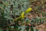 Astragalus longipetalus