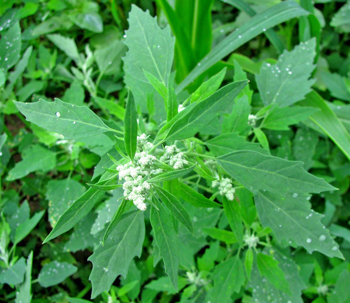 Изображение особи Chenopodium album.